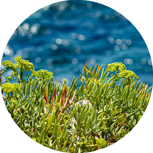 Sea Fennel - Essential Oil