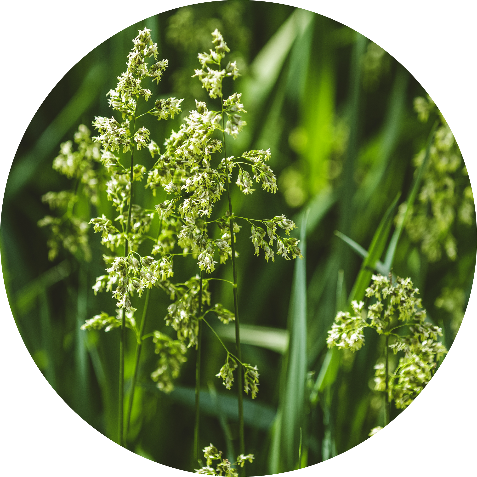 Sweet Vernal Grass Essential Oil