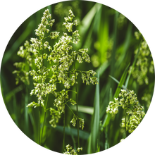 Load image into Gallery viewer, Sweet Vernal Grass Essential Oil
