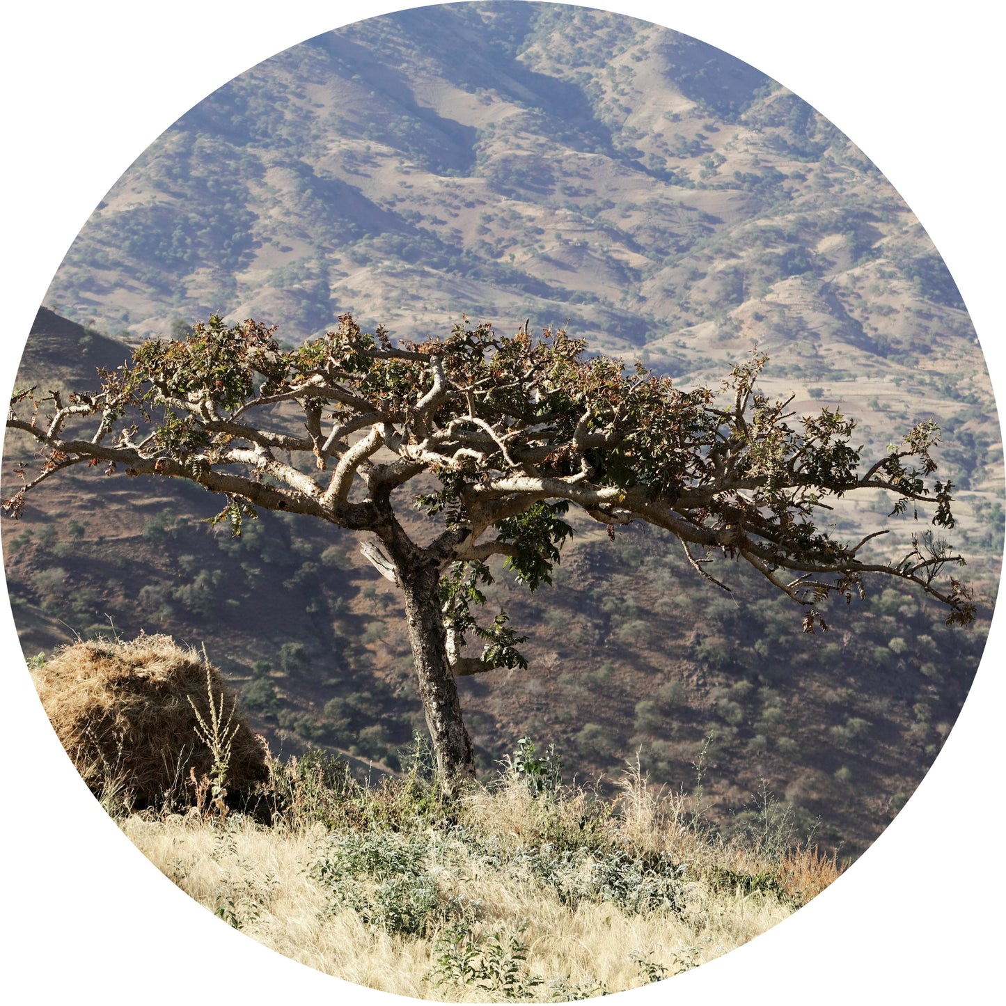 Frankincense, Tigray - Essential Oil