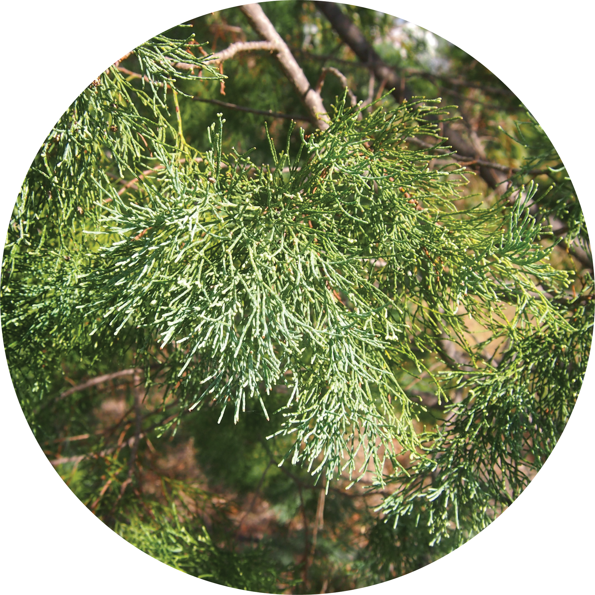 Cypress Leaf, White Essential Oil