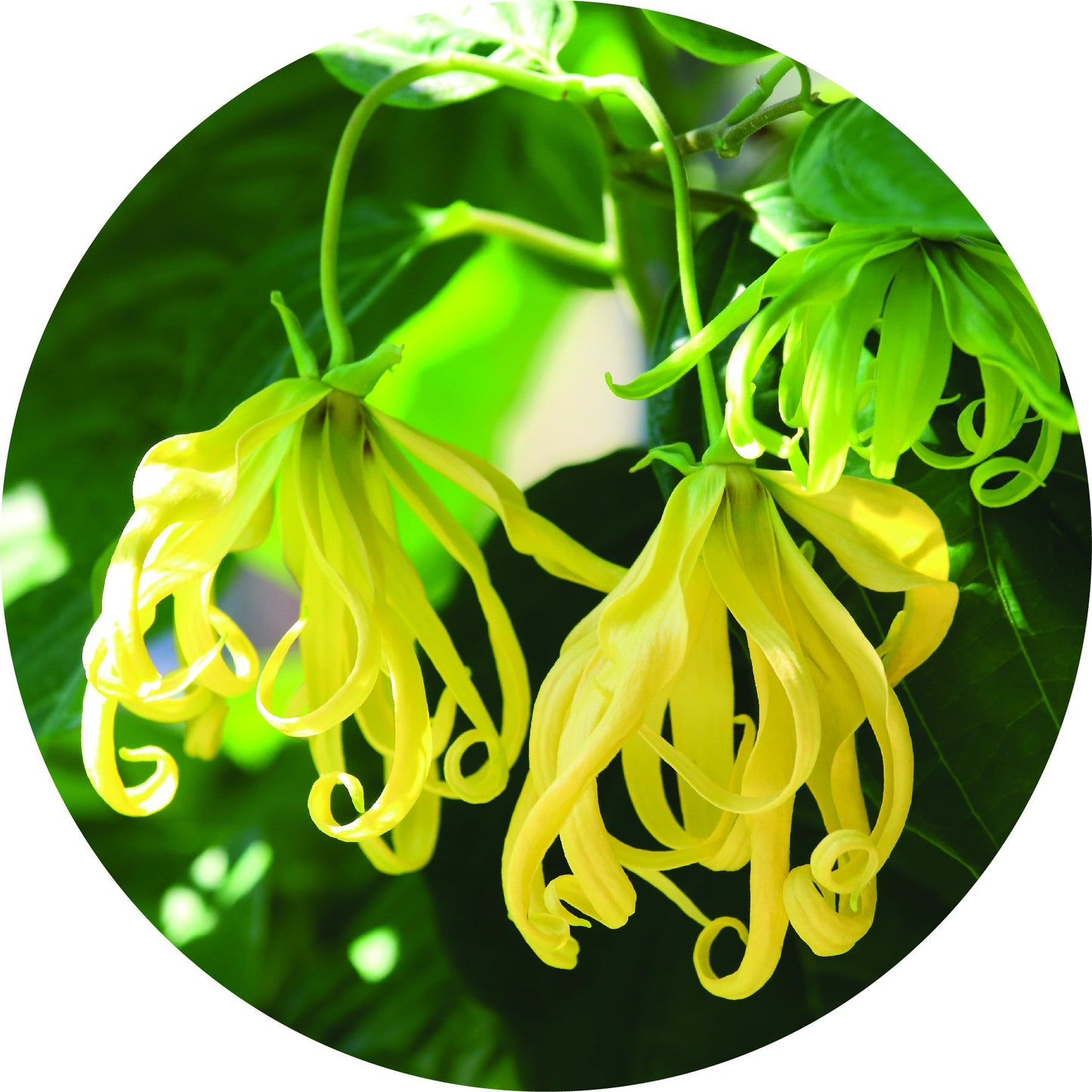 Ylang - Essential Oil