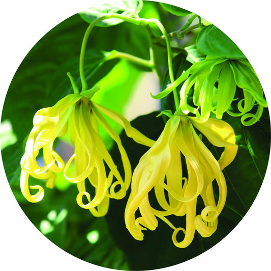 Ylang - Essential Oil