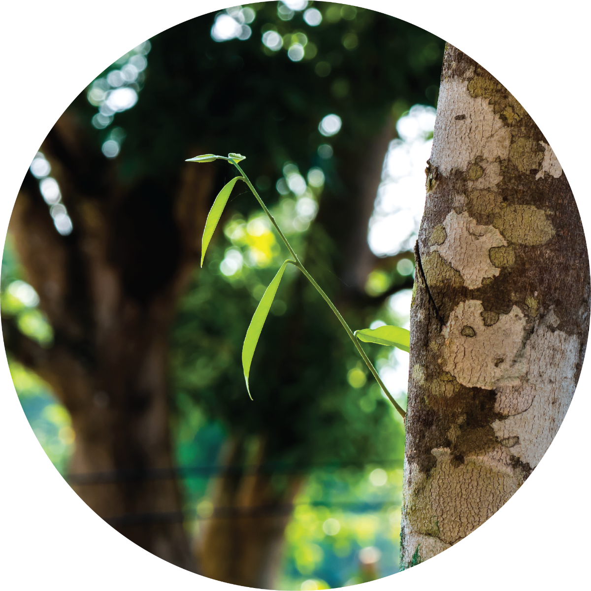 Agarwood - Essential Oil