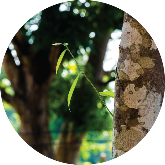 Agarwood - Essential Oil