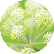 Load image into Gallery viewer, Angelica Root Essential Oil