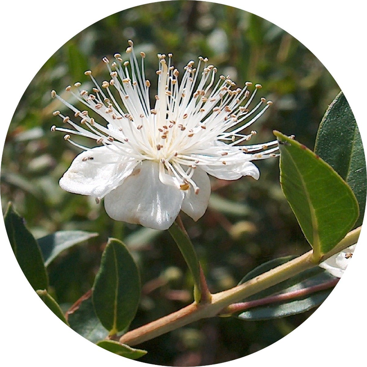 Myrtle, Anise Essential Oil