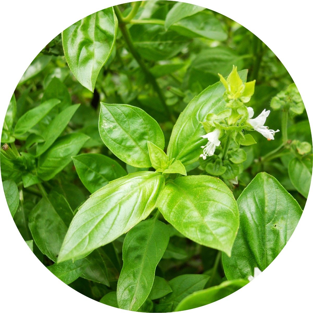 Basil Essential Oil Living Libations INT