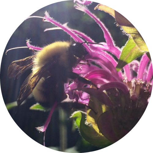 Bee Balm - Essential Oil