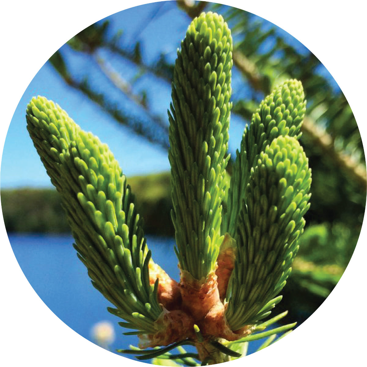 Spruce, Black - Essential Oil