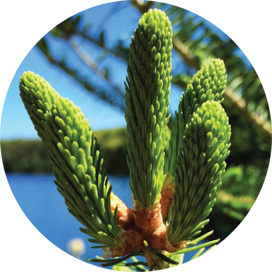 Spruce, Black - Essential Oil