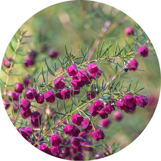 Boronia - Absolute