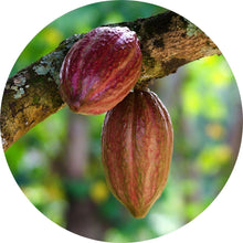Load image into Gallery viewer, Cacao Absolute