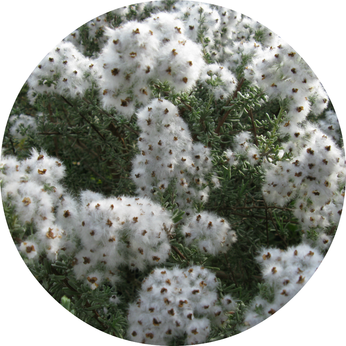Chamomile, Cape - Essential Oil