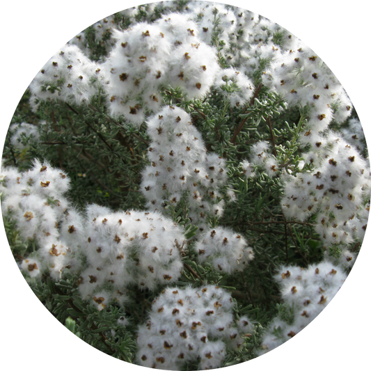 Chamomile, Cape - Essential Oil
