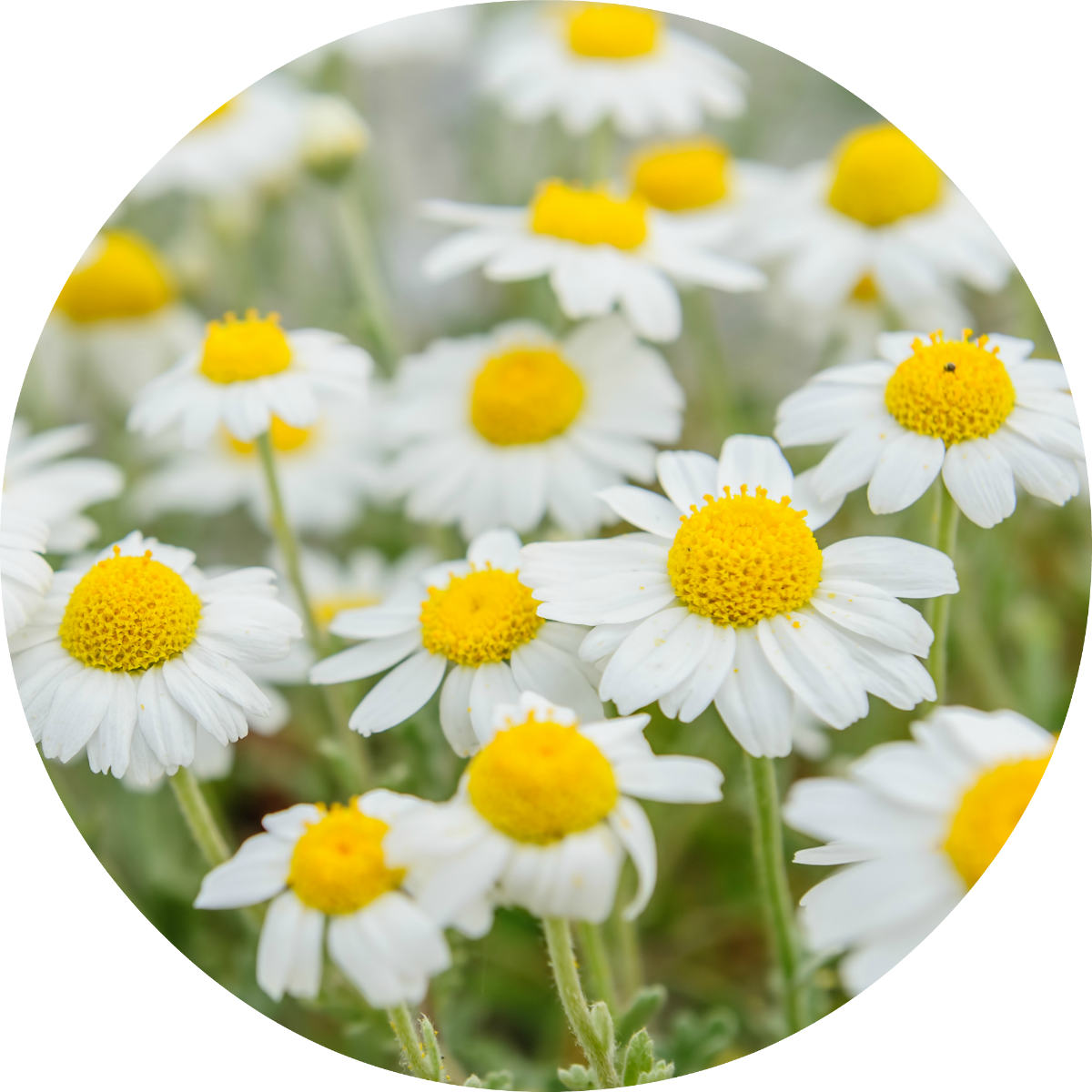 Chamomile - Essential Oil