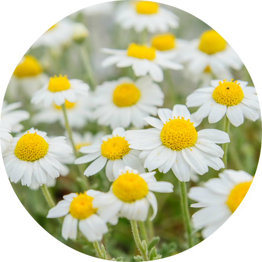Chamomile - Essential Oil