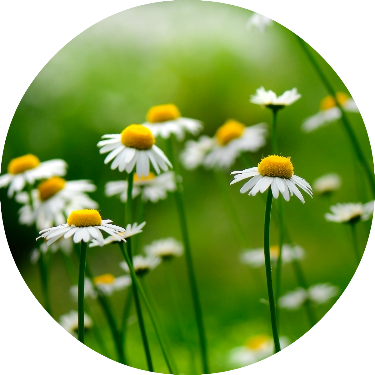Chamomile, German - Essential Oil
