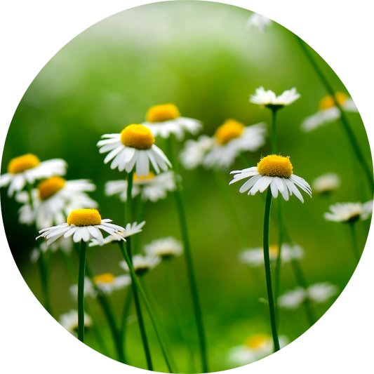 Chamomile, German - Essential Oil