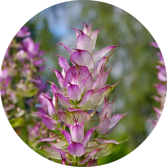 Clary Sage - Essential Oil