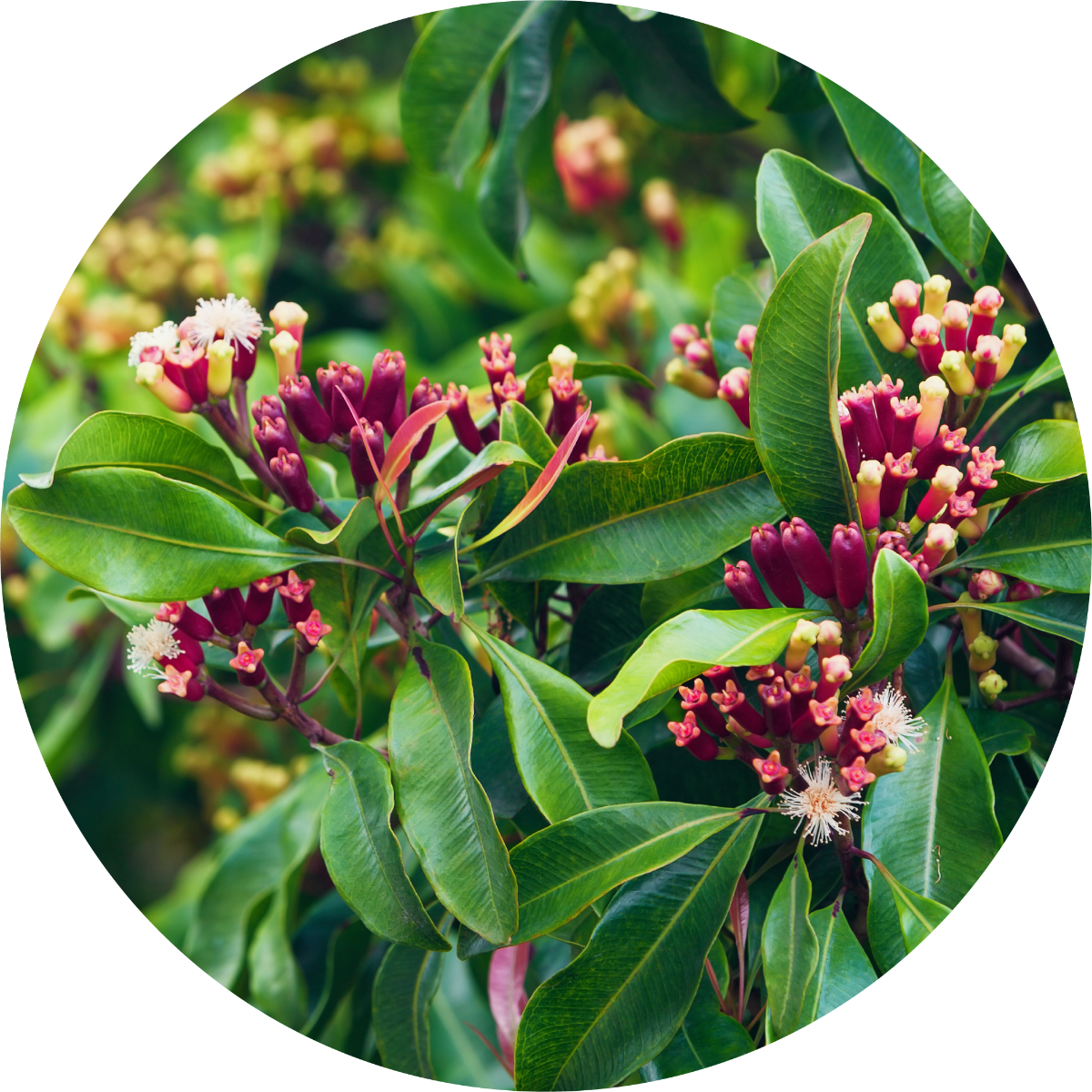 Clove Bud - Essential Oil