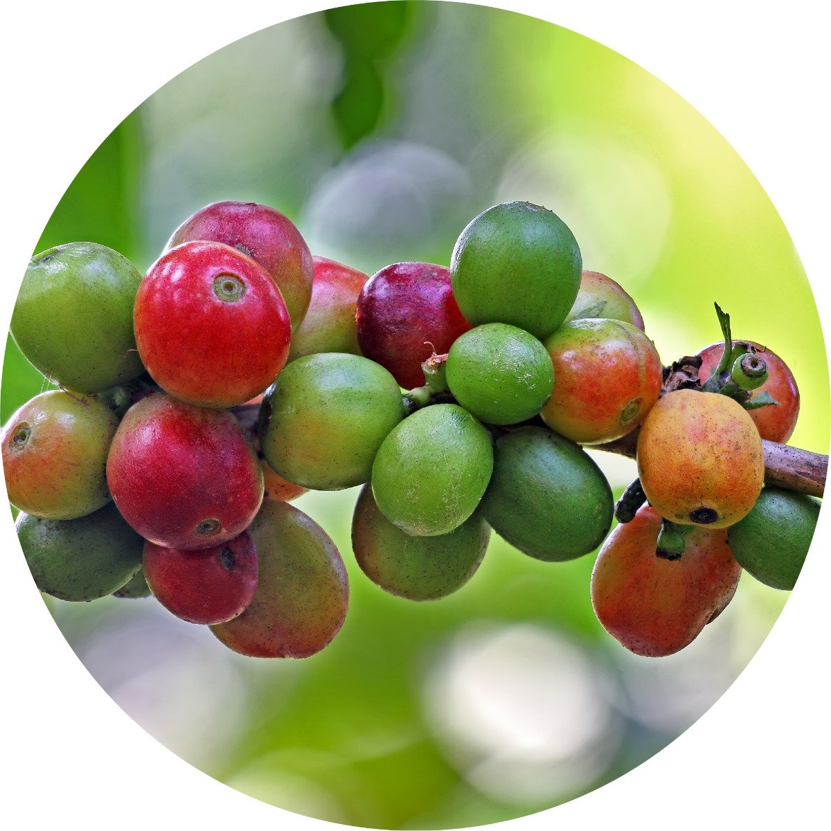 Coffee Bean - Essential Oil
