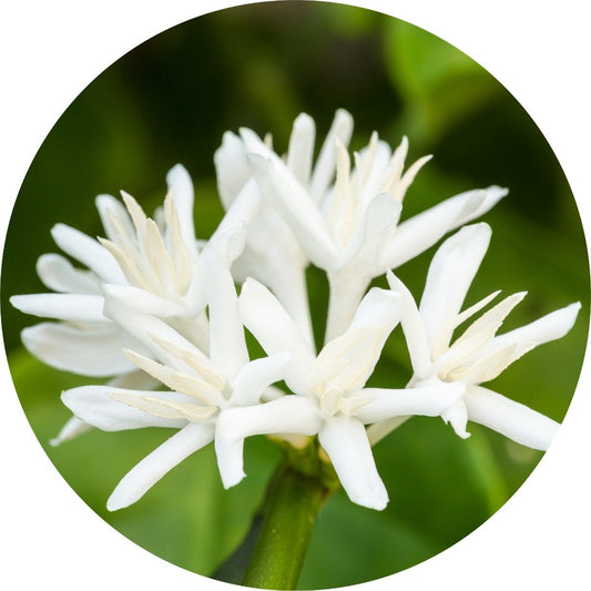 Coffee Blossom - Absolute