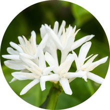 Load image into Gallery viewer, Coffee Blossom Absolute