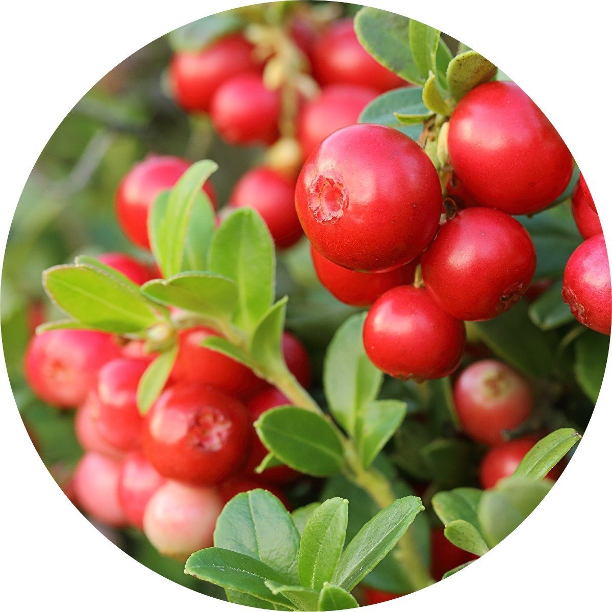 Cranberry Seed Carrier Oil