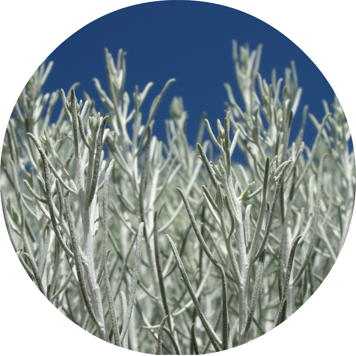 Sage, Desert - Essential Oil