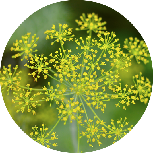Dill - Essential Oil