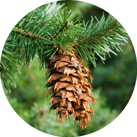 Fir, Douglas - Essential Oil