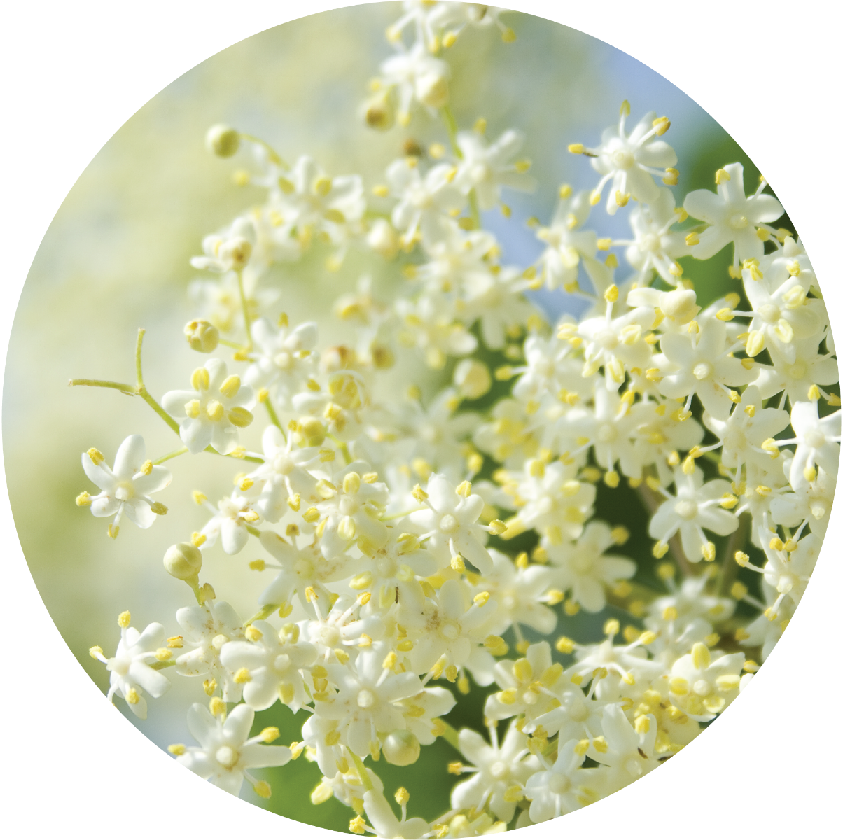Elderflower - Essential Oil