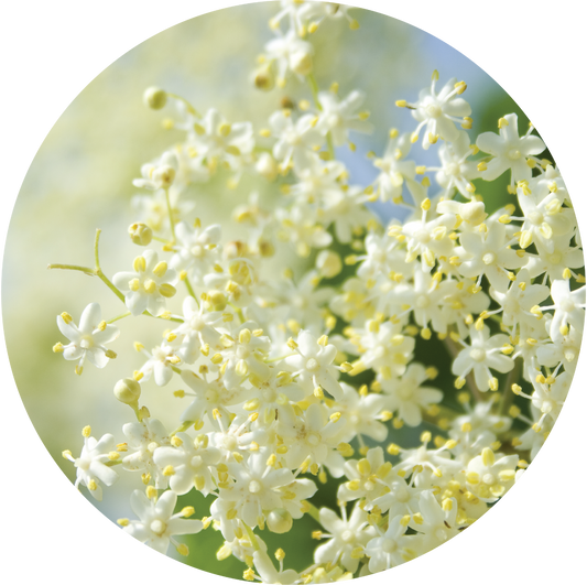 Elderflower - Essential Oil