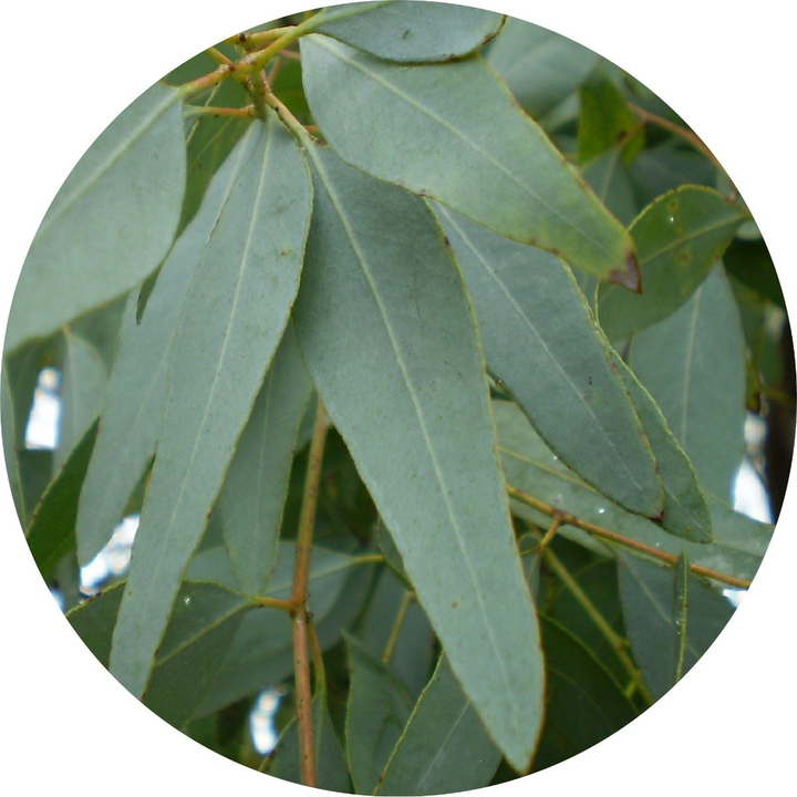 Eucalyptus Lemon Ironbark Essential Oil