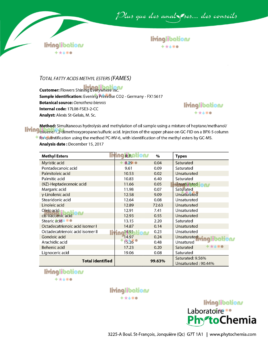 Evening Primrose - Carrier Oil