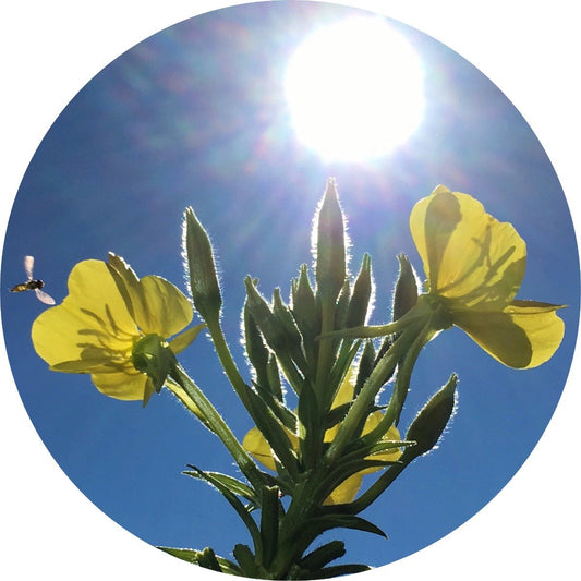 Evening Primrose - Carrier Oil