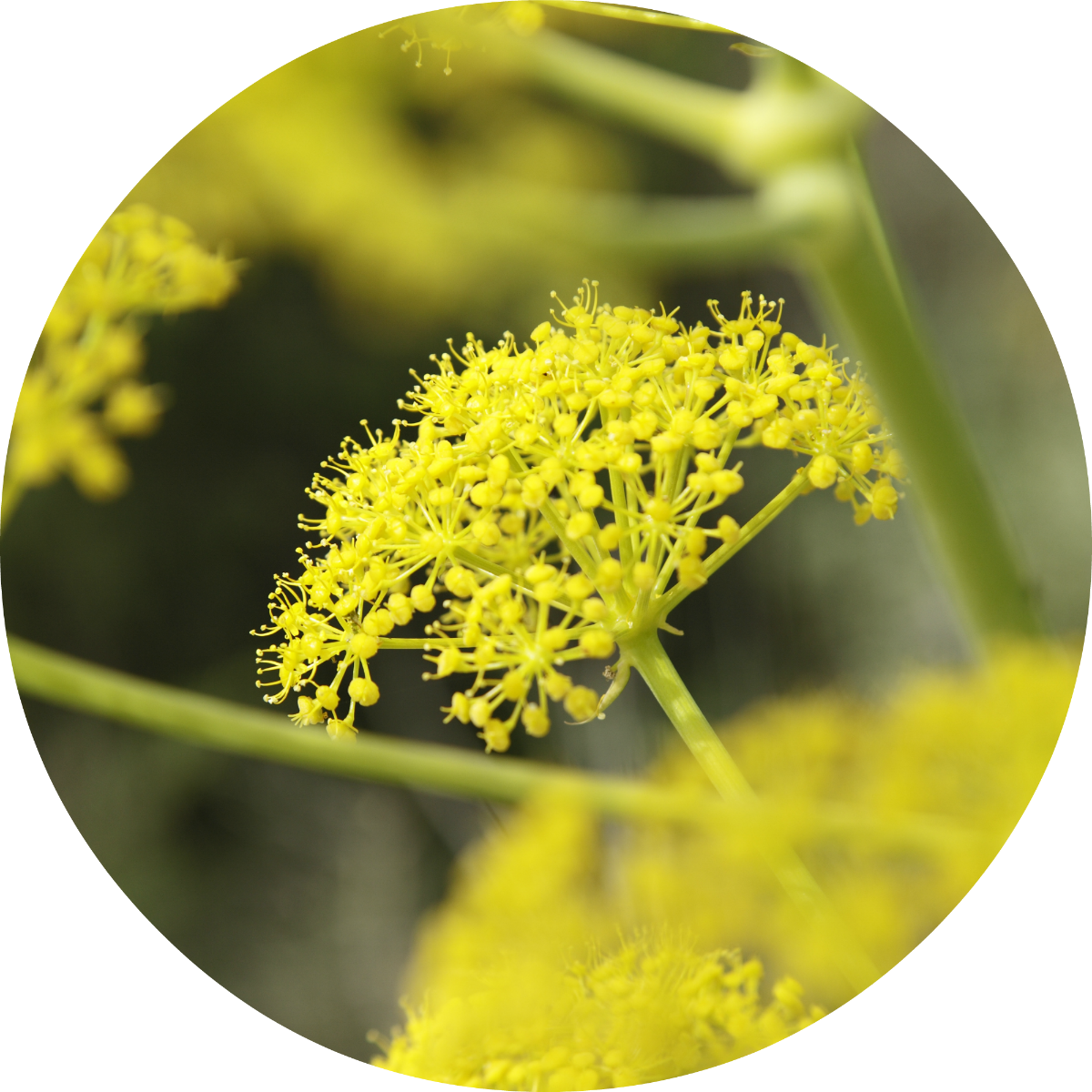 Fennel - Essential Oil