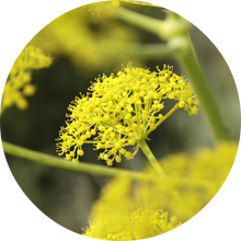 Load image into Gallery viewer, Fennel Essential Oil