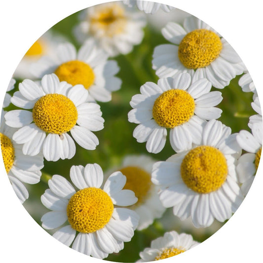 Feverfew - Essential Oil