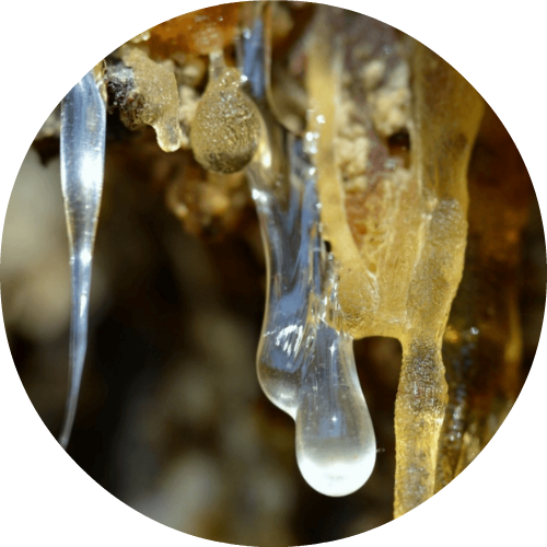 Forest Amber - Essential Oil