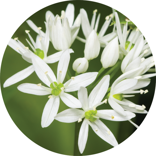 Garlic - Essential Oil