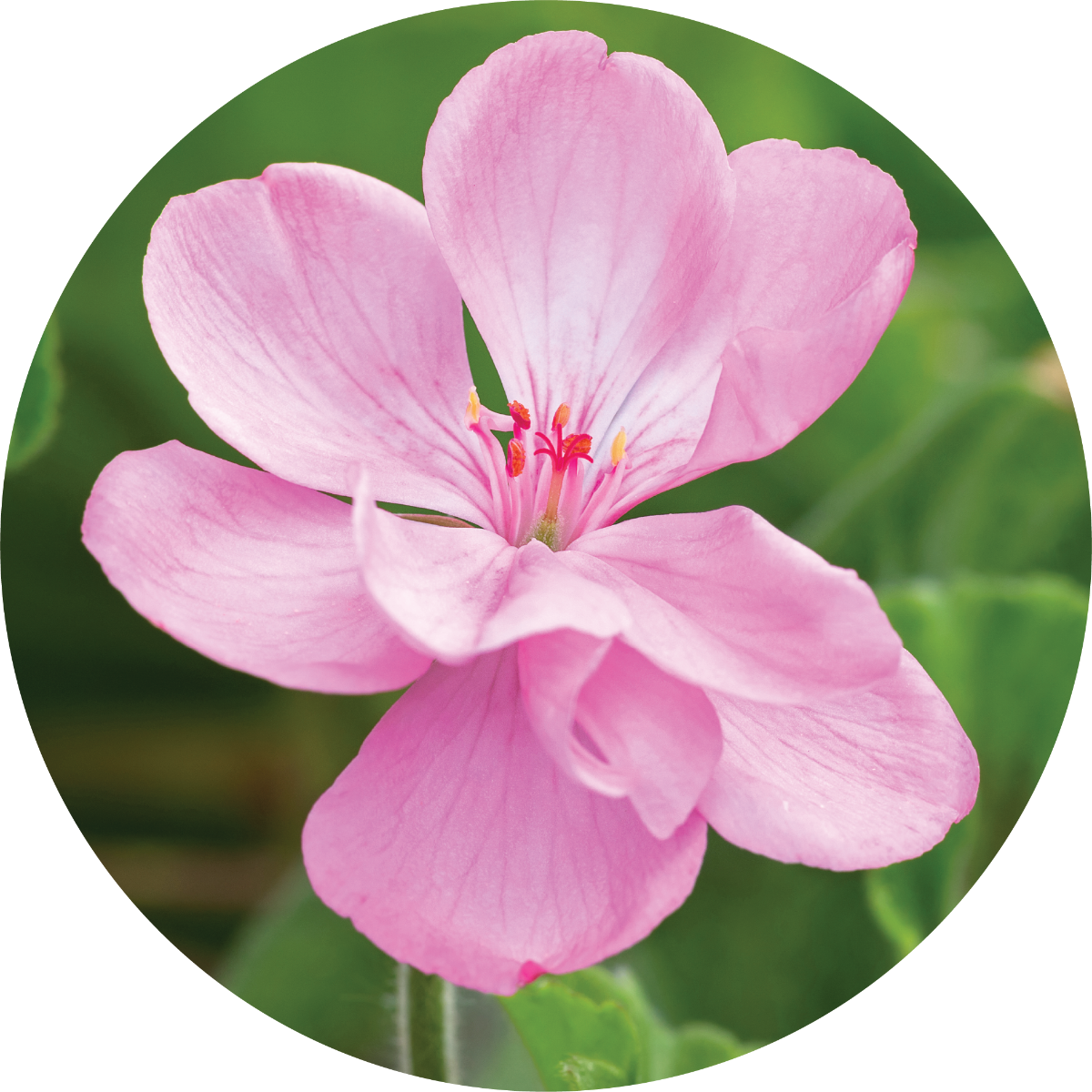Geranium - Essential Oil