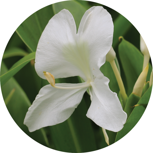 Gingerlily over Vetiver - Essential Oil