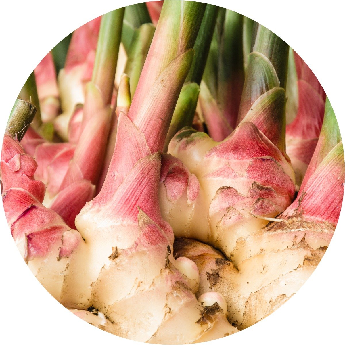 Ginger Root - Essential Oil