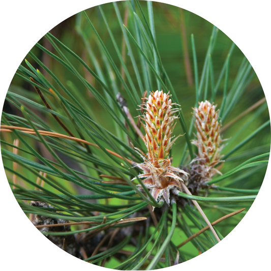 Pine, Grand White - Essential Oil
