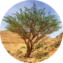 Load image into Gallery viewer, Frankincense, Green Hojari Essential Oil
