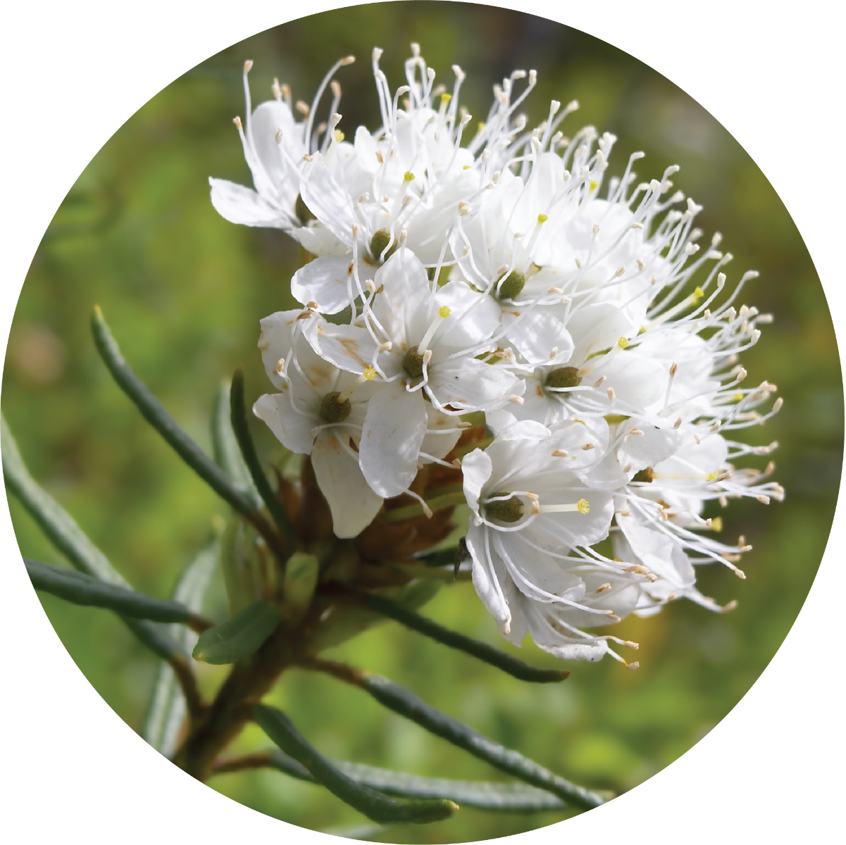 Greenland Moss - Essential Oil