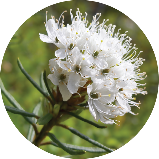 Greenland Moss - Essential Oil