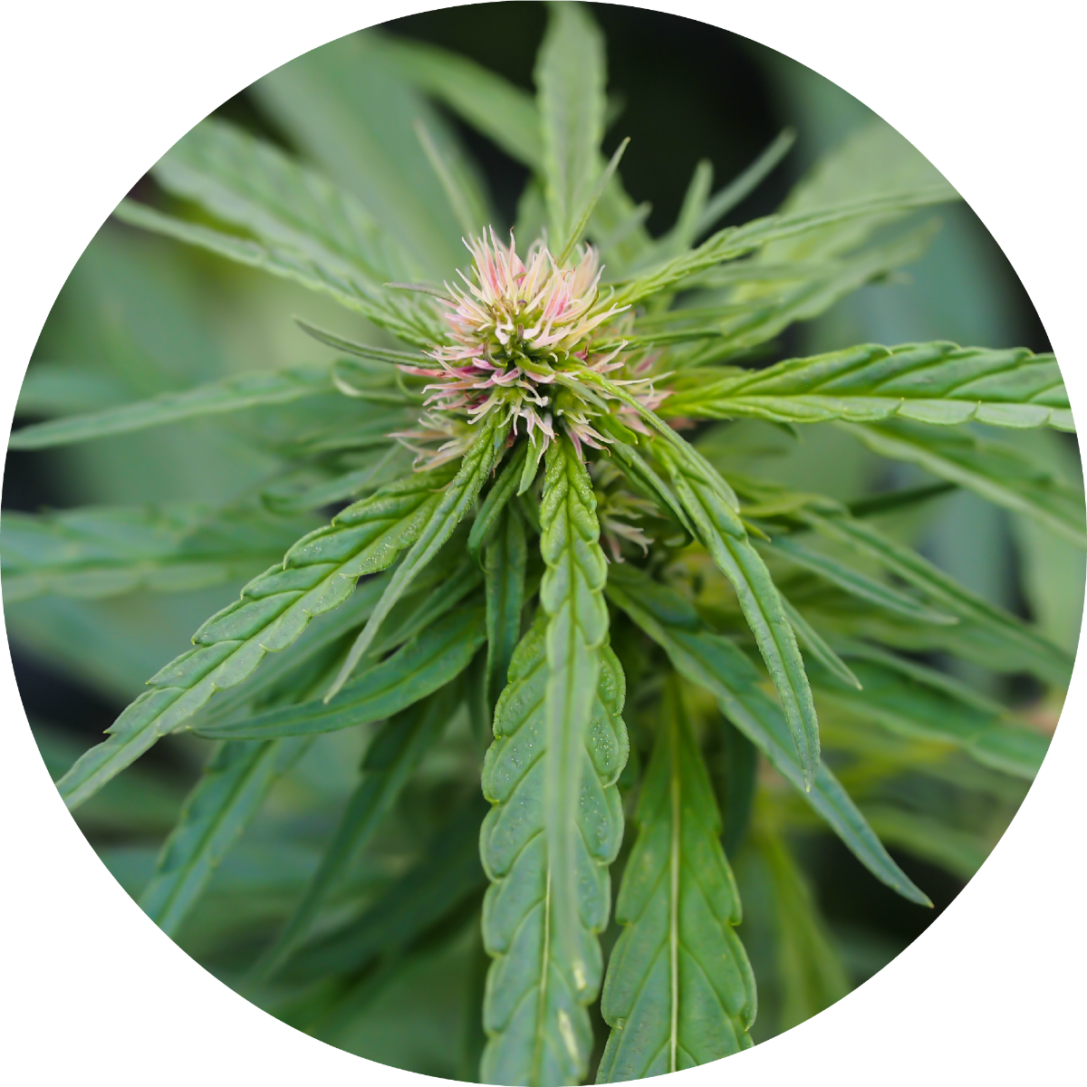 Hemp Blossom - Essential Oil